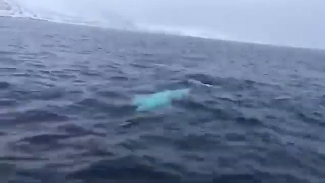 Белуха играет с моряками в регби на Северном полюсе — плывёт за мячом и приносит его обратно смотреть онлайн