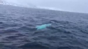 Белуха играет с моряками в регби на Северном полюсе — плывёт за мячом и приносит его обратно