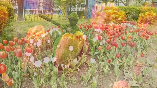 83 тысячи тюльпанов украшают Владивосток