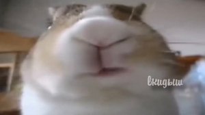 Я ЖУЮ ЛЮБИМЫЙ ТУЛЬСКИЙ ПРЯНИК 1 ЧАС | Я ЖУЮ ЛЮБИМУЮ ЖВАЧКУ