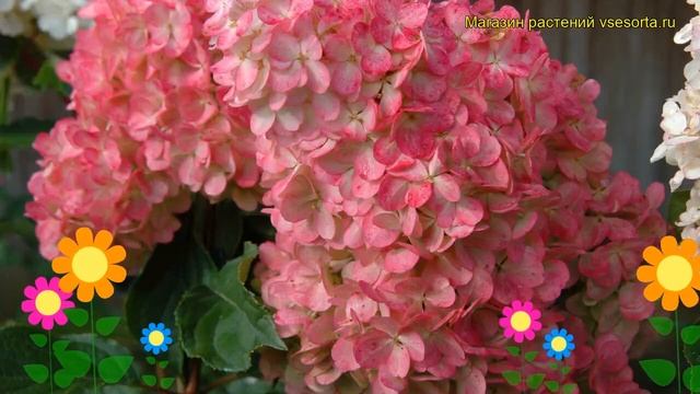 Гортензия метельчатая Ренхи. Краткий обзор, описание hydrangea paniculata vanille-fraise Renhy смотреть онлайн