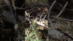 Охота на барсука с норными собаками