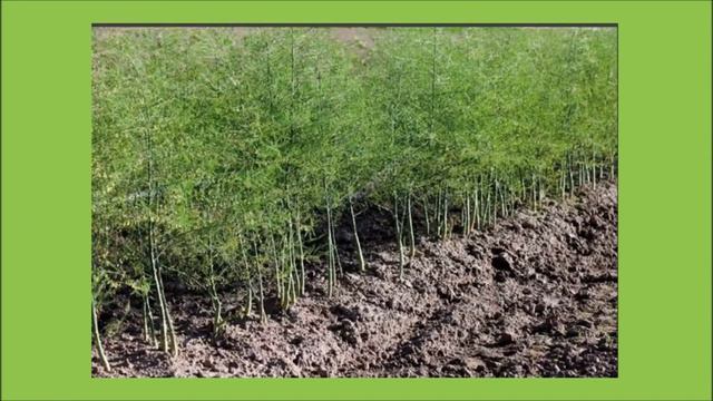 Легенда о спарже смотреть онлайн