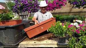 Делаем цветочные композиции в балконных ящиках. как правильно выбрать рассаду и сам цветок