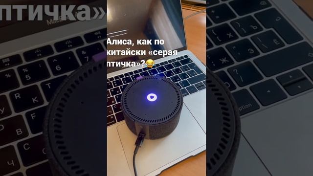 Алиса, как по-китайски «серая птичка»? #алиса #alisa