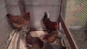 Порода загорская ситцевая с генофонда Сергиев Пасад.