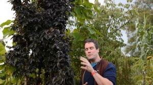 Easy to grow tall shrub: Sambucus 'Black Tower'