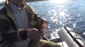 Ловля щуки и окуня на кружки!Карелия в Беларуси!!!