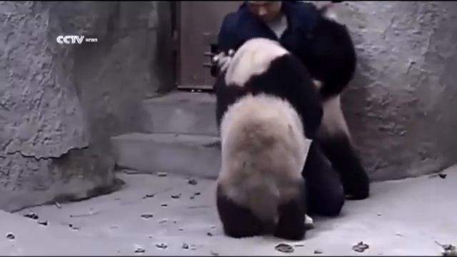 Панды, которые не хотят лечиться смотреть онлайн