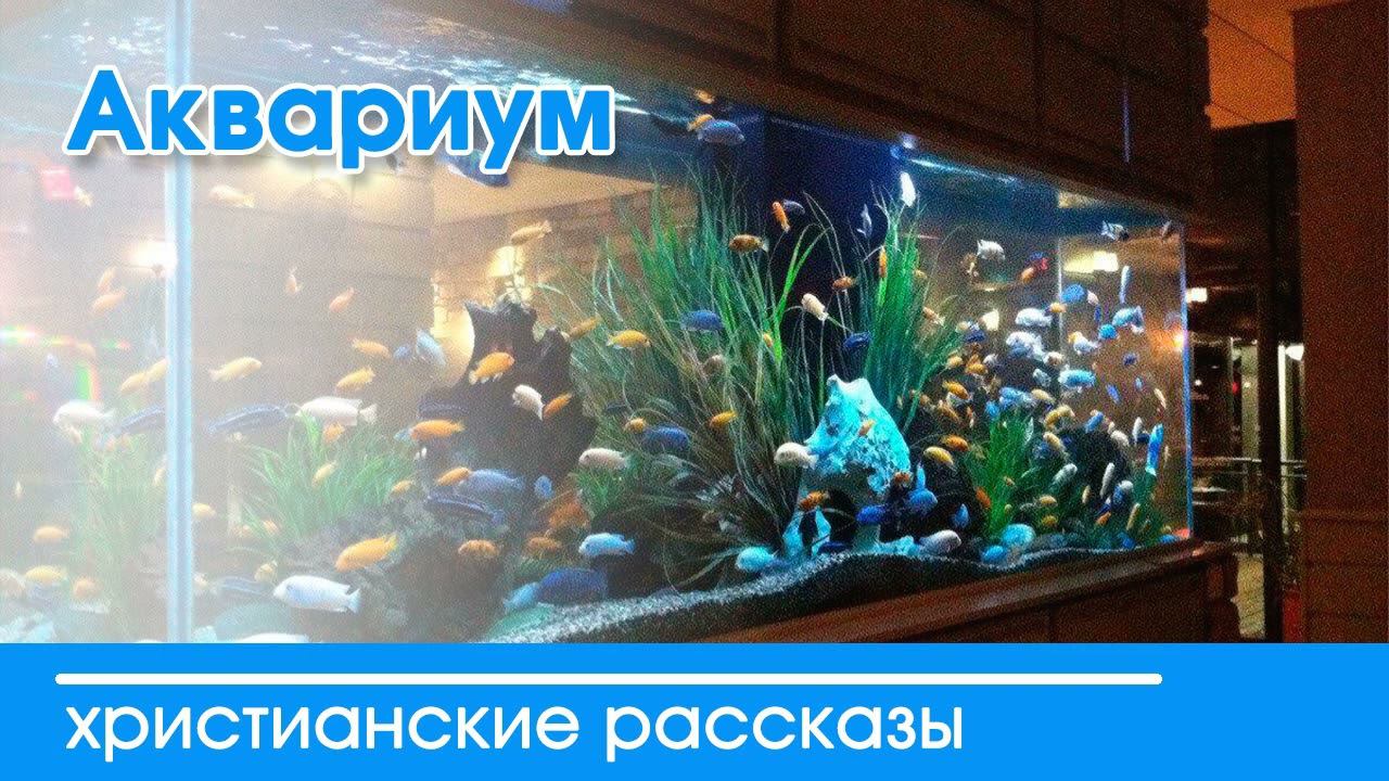 Аквариум - ИНТЕРЕСНЫЙ ХРИСТИАНСКИЙ РАССКАЗ | Христианские рассказы