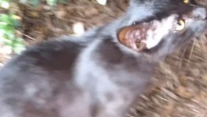 Panasonic Lumix DMC-FZ150 Basic Test Video