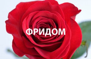 Фридом- чрезвычайно популярный срезочный сорт темно-красной розы.
