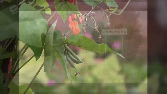 Отделение трудовой реабилитации на базе подсобного хозяйства ГБСУСО МО Колычевский ПНИ