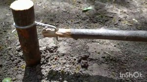 Как сделать ловушку на фазана.