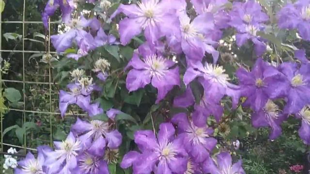 клематис Андре Леруа смотреть онлайн