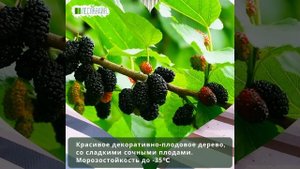 Шелковица черная Сладкоежка, Семена