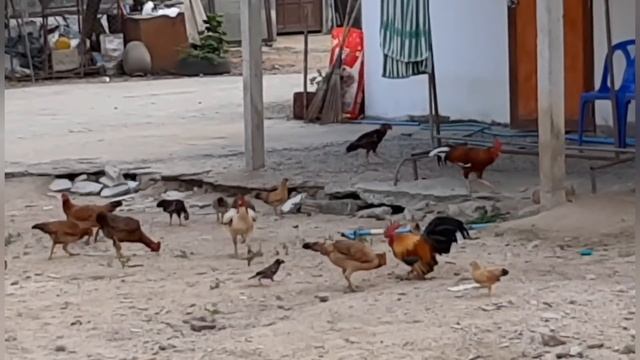 Еда...массаж...Самуи смотреть онлайн