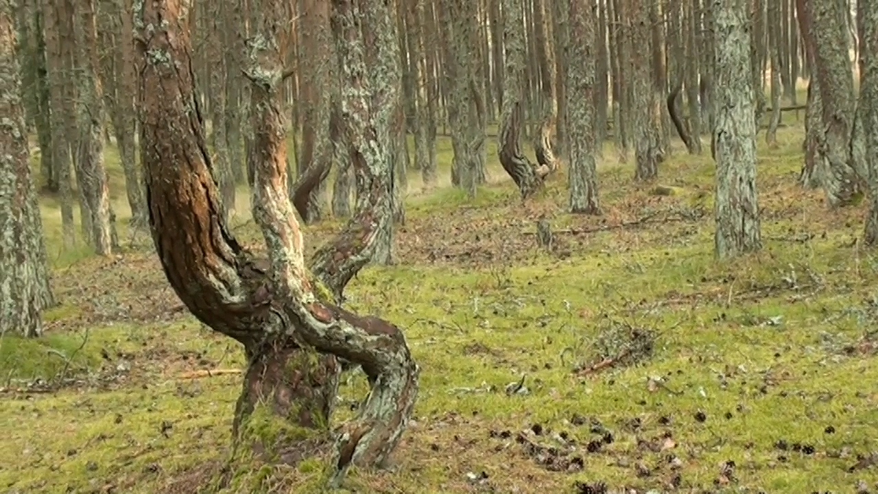 Куршская коса-2012