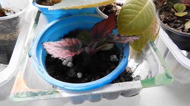 Домашние цветы на подоконнике 1 смотреть онлайн