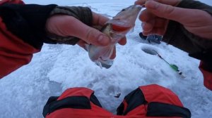 СУДАК НА ТЮЛЬКУ первый опыт. Рыбалка на  судака и берша зимой .Я доволен. Lite version