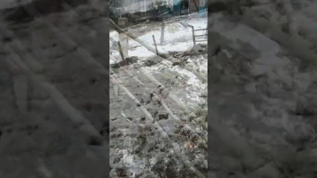 как сделать загон для(баранов овец )своими руками смотреть онлайн