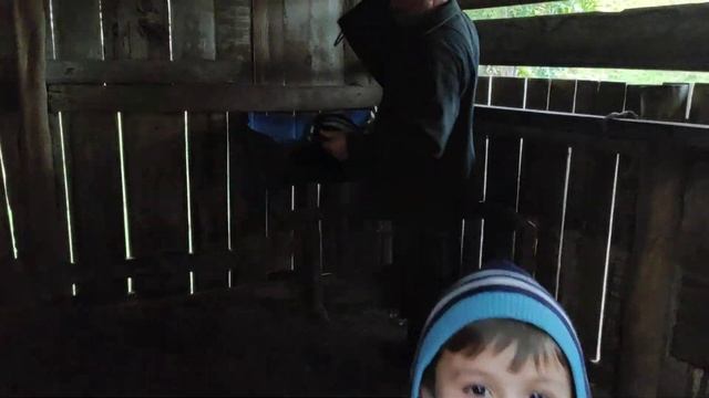 Criança de 5 anos dando comida para cavalo смотреть онлайн