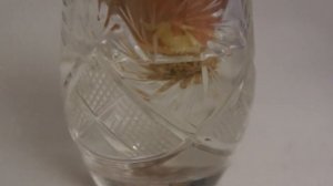 Как вырастить репчатый лук в домашних условиях