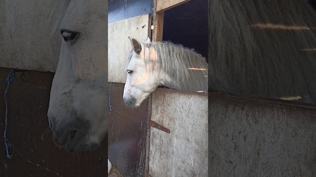 Лошадь кушает тыкву.Horse eating a pumpkin. смотреть онлайн