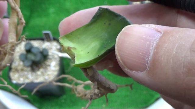 【多肉植物】最新ハオルチア葉挿しのコツ！とコロナ禍で落札した万象植え替え。Succulents　Haworthia　Capebulb　ケープバルブ　ビザールプランツ　玉扇　maughanii смотреть онлайн
