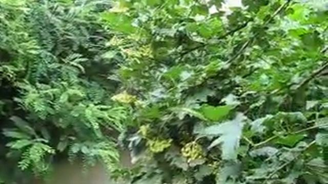 ПТИЧЬИ ТРЕЛИ 4.avi