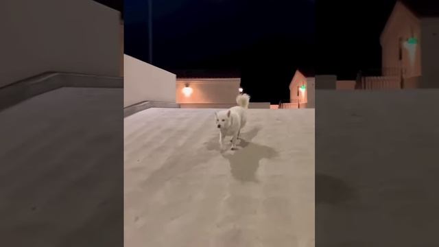 Вечерняя прогулка