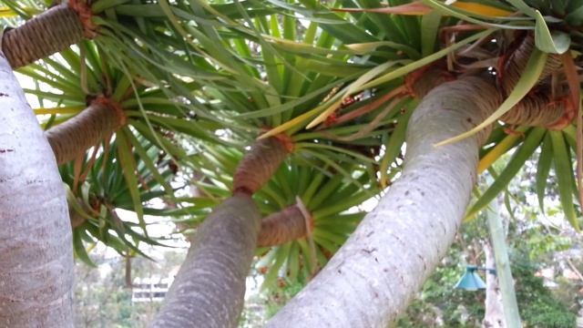Dracaena Draco - Dragon Tree - Drago HD 01
