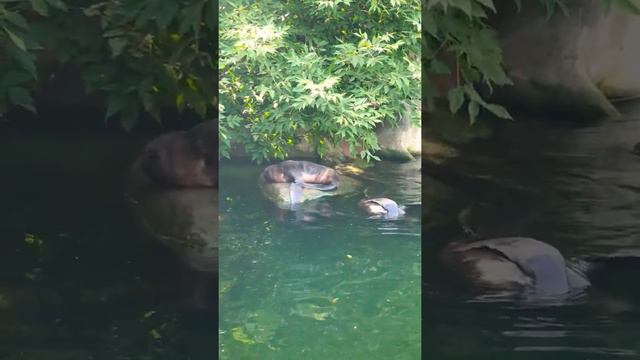 Морские котики в Московском Зоопарке смотреть онлайн