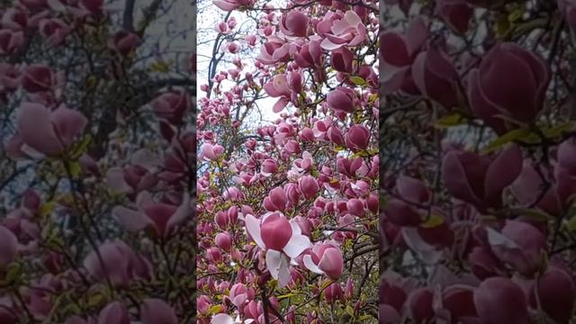 Magnolia Flowers, University Botanical Garden, Taras Shevchenko Boulev. Kyiv, Ukraine. 26.April.202