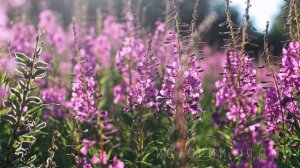 Приехав знакомиться с родителями жениха, Маша спела колыбельную, а едва отец жениха услышал…