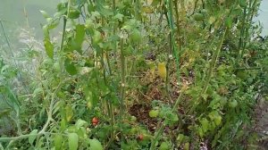 УБОРКА ТЕПЛИЦЫ ОСЕНЬЮ.КОНЕЦ ТОМАТНОГО СЕЗОНА .ОБЗОР ТЕПЛИЦЫ .