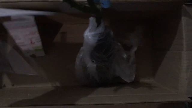 Посылка с розами из ПРОЦВЕТОК. Розы Минерва и Хансештадт Росток. смотреть онлайн