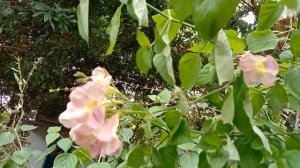 Asystasia gangetica  Pink Flare, Chinese violet, coromandel, creeping foxglove