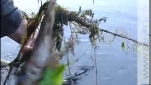 В Курской области запретили ловить рыбу