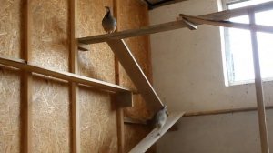 Обзор Птицефермы | Птицеводство | От перепелок до страуса