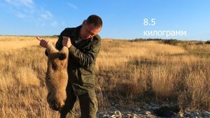Охота на Сурка с подхода