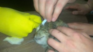 Удаление клеща с морды кота