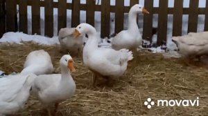 Вылечила гусыню/Гусак или гусыня?/ Подсветка для гусятника