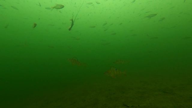 Первый лёд 2021-22. Подводная съемка- жизнь под водой смотреть онлайн