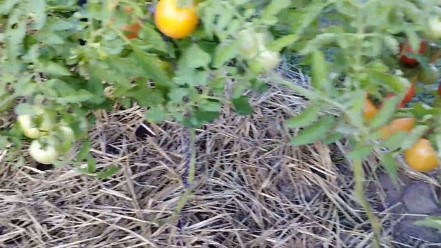 1 августа,томаты открытый грунт,Любаша и красная гроздь смотреть онлайн