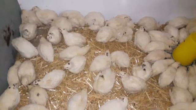 Напольное содержание молодняк техасских перепелов.