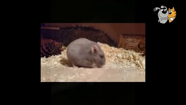 Funny animals. How domestic rats dine  / Смешные животные. Как обедают домашние крысы