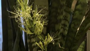 Цветение сансевиерии (тещин язык)