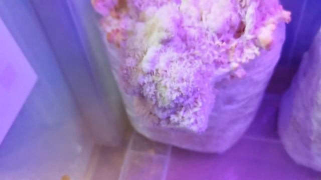 44. Принудительная вентиляция в парнике на домашней грибной ферме ежовика гребенчатого. смотреть онлайн