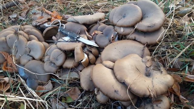 Сорвал Джекпод. Сбор грибов в окрестностях Алматы (вешенки). Часть 2 смотреть онлайн